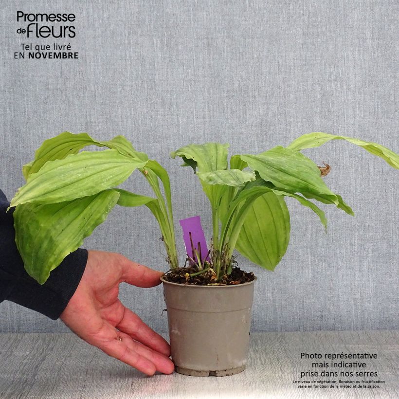 Exemplar von Calanthe Pink & Cream - Gartenorchidee Topf mit 1,5L/2L wie im Herbst geliefert