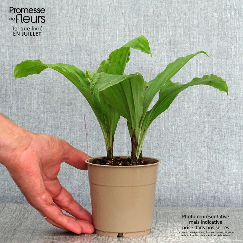 Exemplar von Calanthe Red Sunset - Gartenorchidee Topf mit 1L/1,5L wie im Sommer geliefert