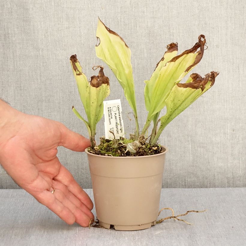 Exemplar von Calanthe sieboldii Light - Gartenorchidee Topf mit 1L/1,5L wie im Herbst geliefert