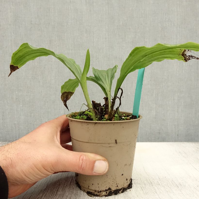 Exemplar von Calanthe Takane - Gartenorchidee Topf mit 1L/1,5L wie im Herbst geliefert