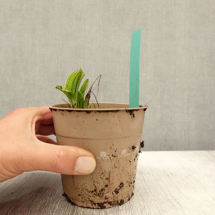 Exemplar von Calanthe tricarinata - Gartenorchidee Topf mit 1L/1,5L Kaliber/Größe I wie im Herbst geliefert