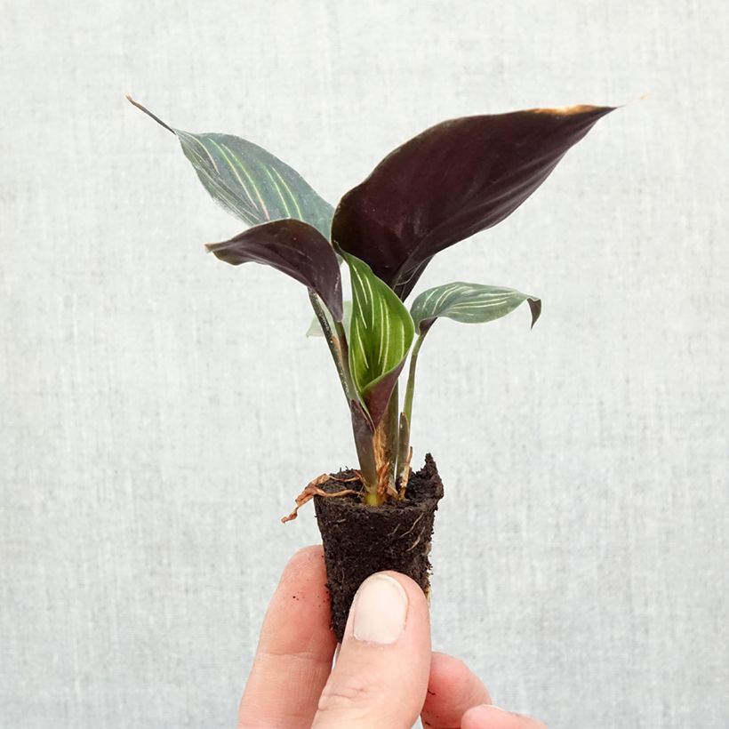 Exemplar von Calathea Beauty Star - Korbmaranten Mini-plante wie im Herbst geliefert
