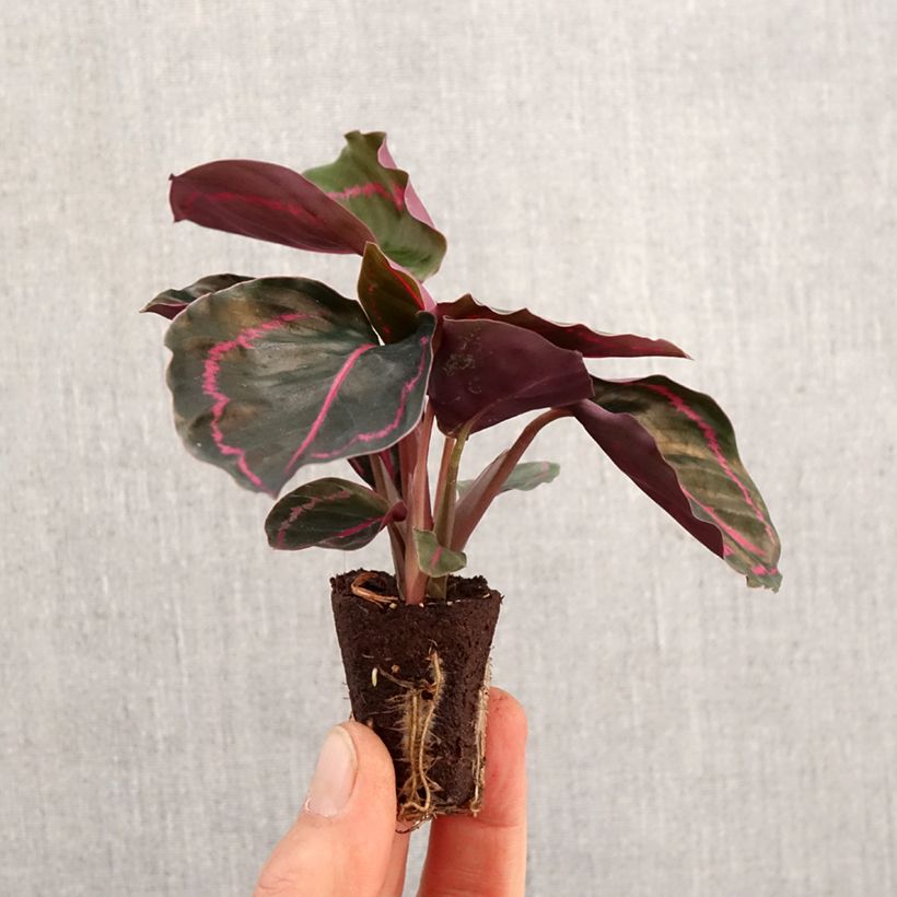 Exemplar von Calathea Dottie - Korbmaranten Mini-plante wie im Frühjahr geliefert
