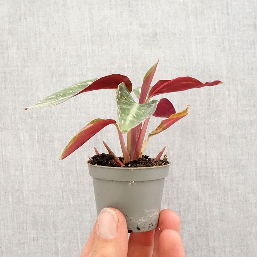 Exemplar von Calathea Magic Star - Korbmaranten Mini-plante wie im Frühjahr geliefert