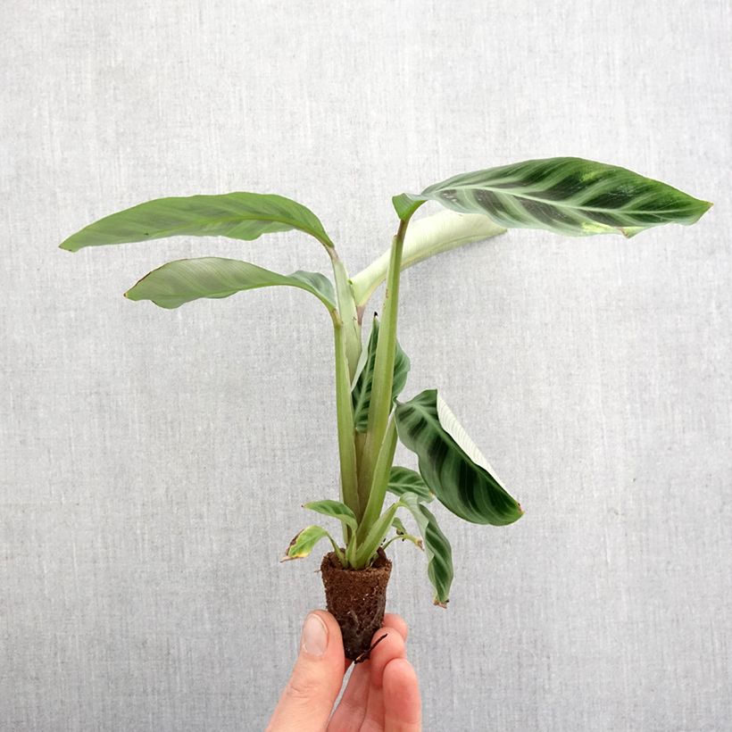Exemplar von Calathea zebrina - Korbmaranten Mini-plante wie im Frühjahr geliefert