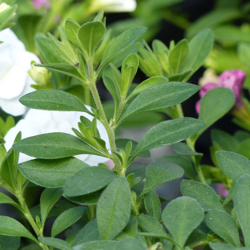 Zauberglöckchen Can-Can Rosies Pink Vein - Calibrachoa (Laub)