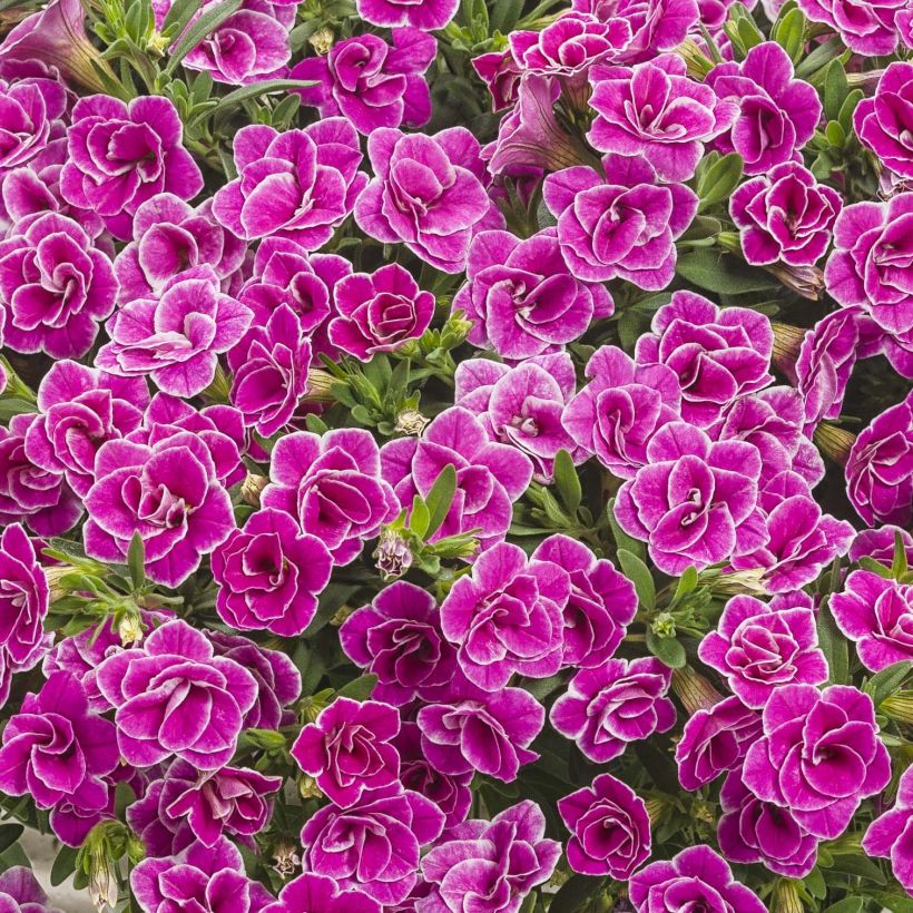 Zauberglöckchen Superbells Sweet Love - Calibrachoa (Blüte)
