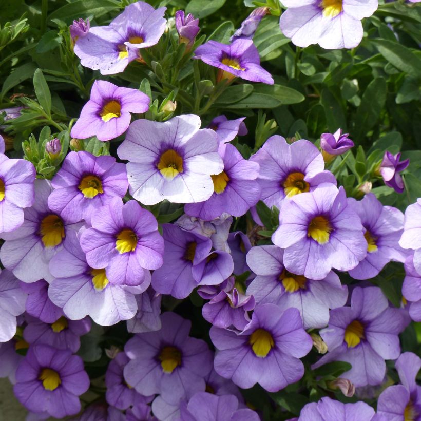 Zauberglöckchen Superbells Unique Lavender - Calibrachoa (Blüte)