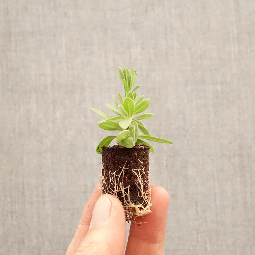 Exemplar von Zauberglöckchen Superbells Unique Wisteria Star - Calibrachoa Mini-Plug Ø 3/4 cm wie im Frühjahr geliefert