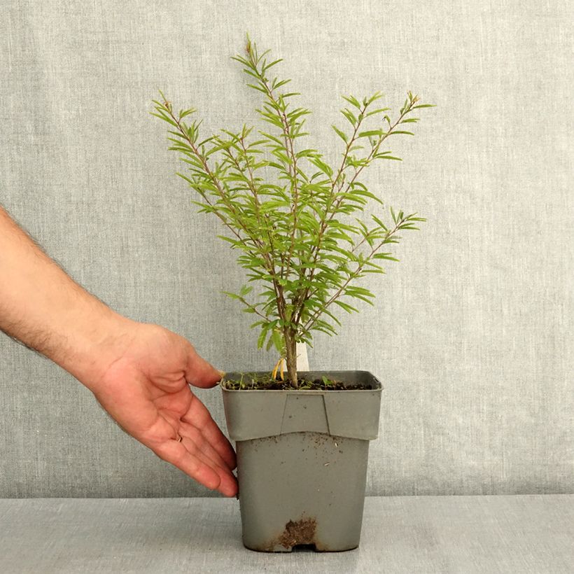 Exemplar von Calliandra surinamensis Dixie Pink - Rosa Puderquastenstrauch Topf mit 2L/3L wie im Sommer geliefert