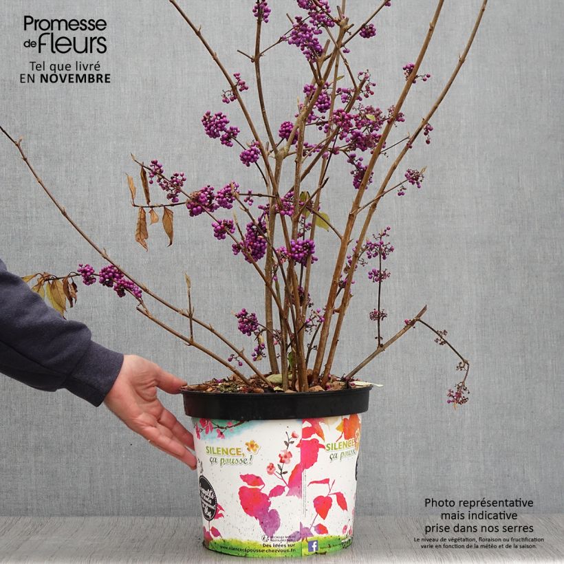 Exemplar von Liebesperlenstrauch Imperial Pearl - Callicarpa bodinieri Topf mit 7,5L/10L wie im Herbst geliefert