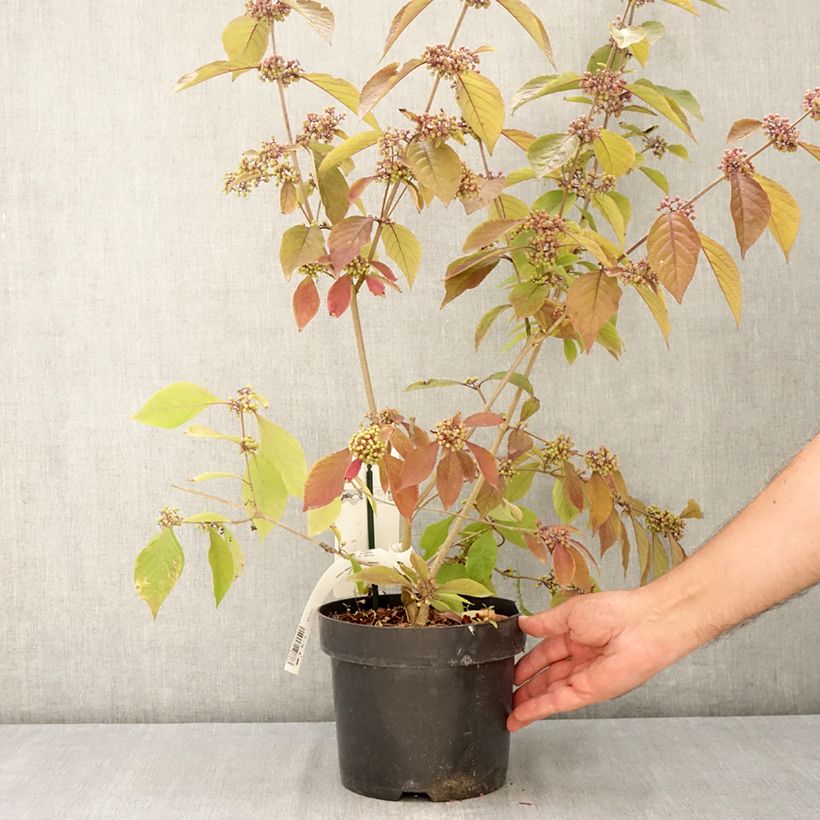 Exemplar von Liebesperlenstrauch Imperial Pearl - Callicarpa bodinieri Topf mit 3L/4L wie im Sommer geliefert