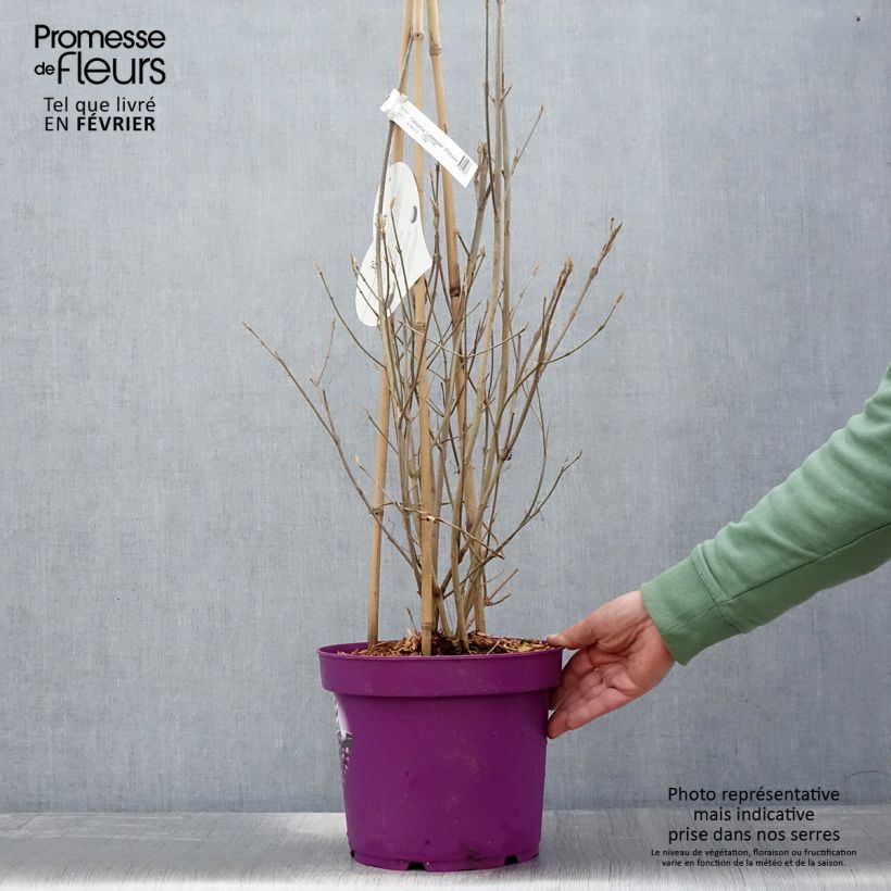 Exemplar von Liebesperlenstrauch Liebespaar - Callicarpa bodinieri Topf mit 7,5L/10L wie im Winter geliefert