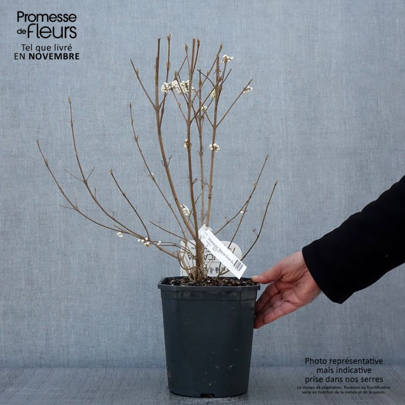 Exemplar von Liebesperlenstrauch Magical Snowqueen - Callicarpa bodinieri Topf mit 3L/4L wie im Herbst geliefert