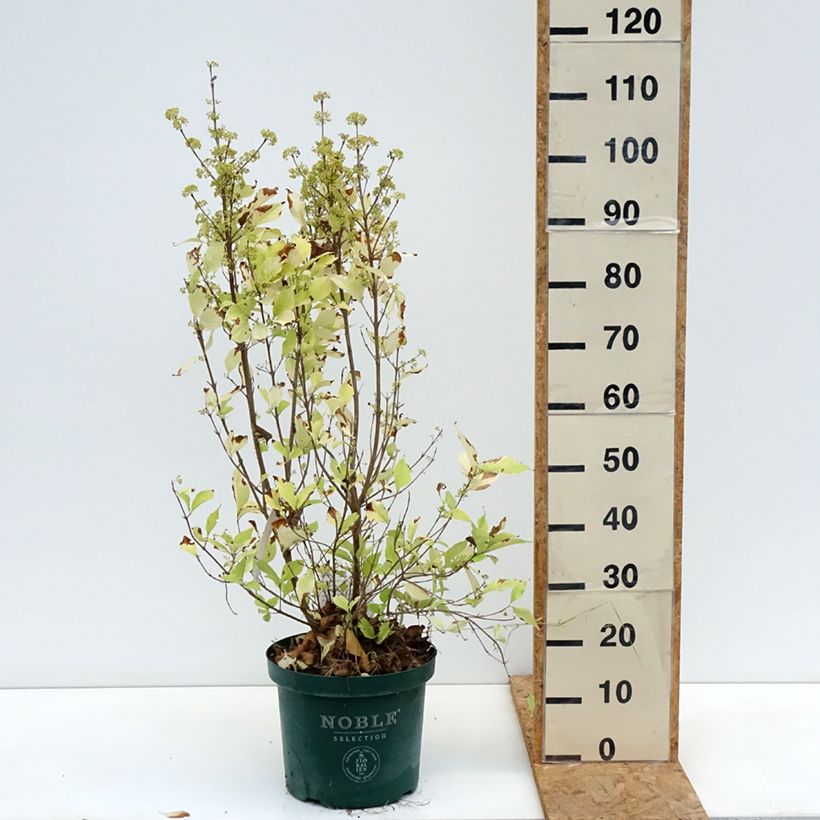 Exemplar von Liebesperlenstrauch Magical Snowqueen - Callicarpa bodinieri Topf mit 7,5L/10L wie im Herbst geliefert