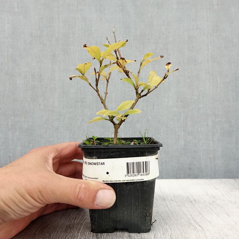 Exemplar von Liebesperlenstrauch Magical Snowstar - Callicarpa bodinieri Kleine Töpfe von 8/9 cm wie im Herbst geliefert