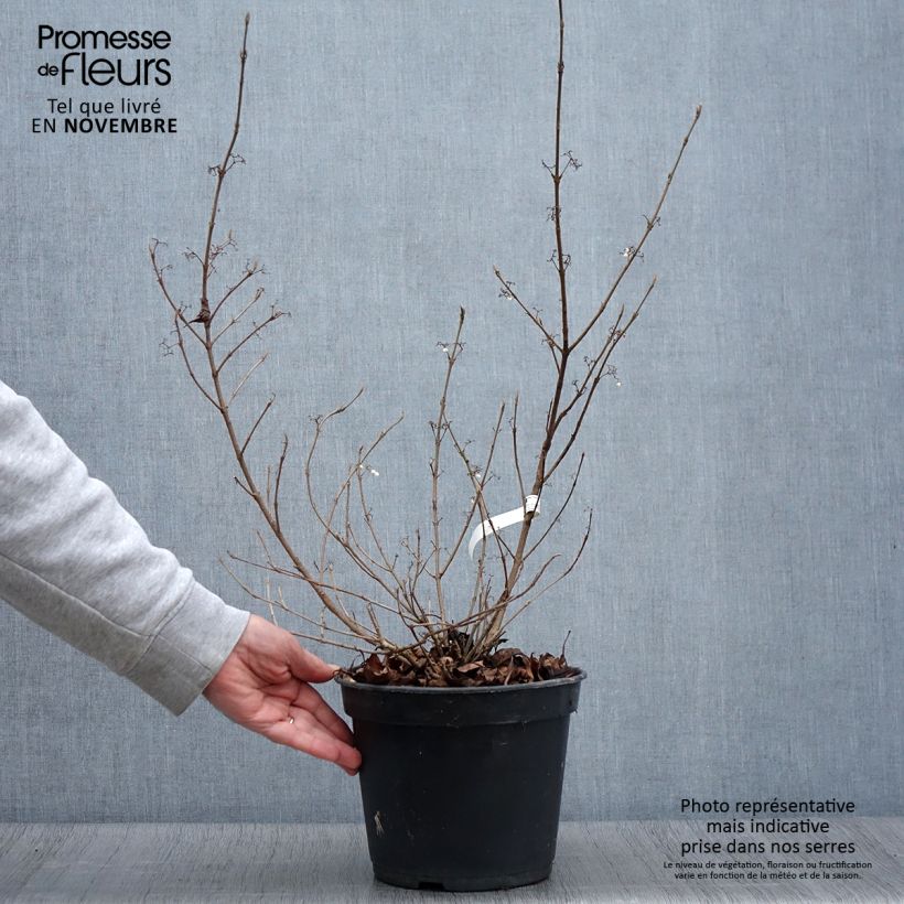 Exemplar von Liebesperlenstrauch Magical Snowstar - Callicarpa bodinieri Topf mit 3L/4L wie im Herbst geliefert