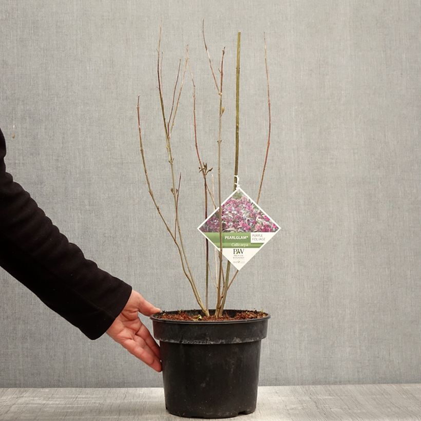 Exemplar von Liebesperlenstrauch Pearl Glam - Callicarpa bodinieri Topf mit 3L/4L wie im Frühjahr geliefert
