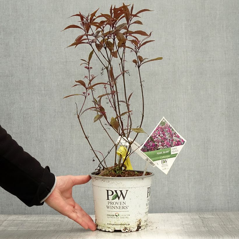 Exemplar von Liebesperlenstrauch Pearl Glam - Callicarpa bodinieri Topf mit 7,5L/10L wie im Herbst geliefert
