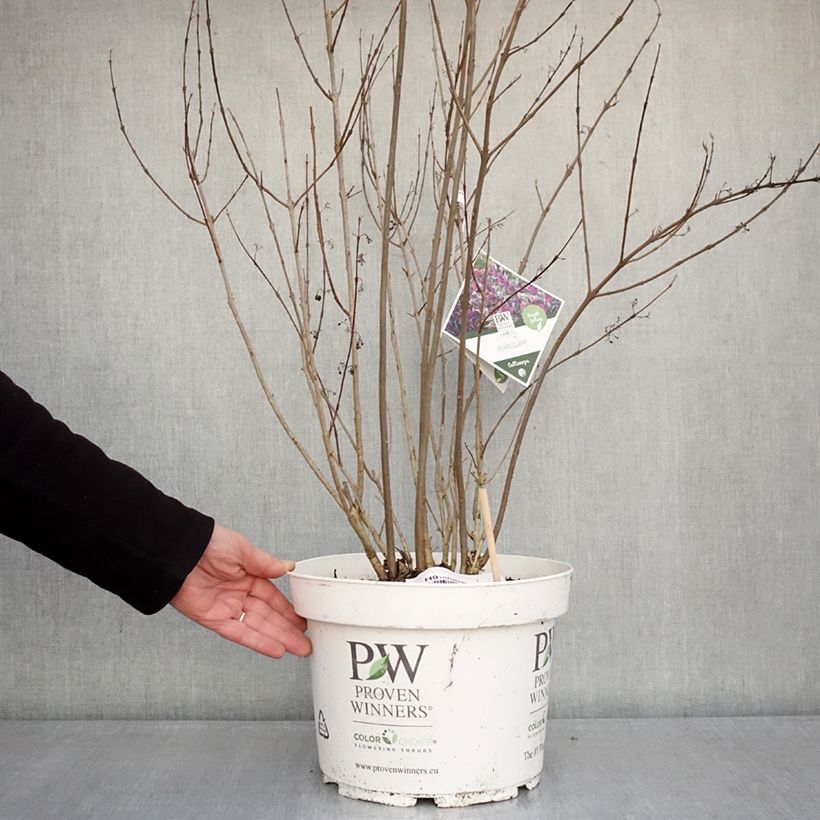 Exemplar von Liebesperlenstrauch Pearl Glam - Callicarpa bodinieri Topf mit 7,5L/10L wie im Winter geliefert