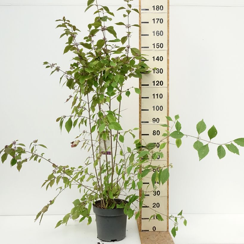Exemplar von Liebesperlenstrauch Profusion - Callicarpa bodinieri Topf mit 12L/15L wie im Sommer geliefert