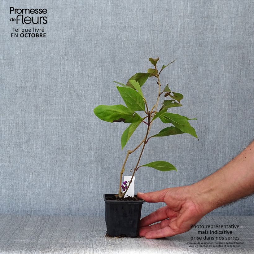Exemplar von Liebesperlenstrauch Profusion - Callicarpa bodinieri Kleine Töpfe von 8/9 cm wie im Herbst geliefert