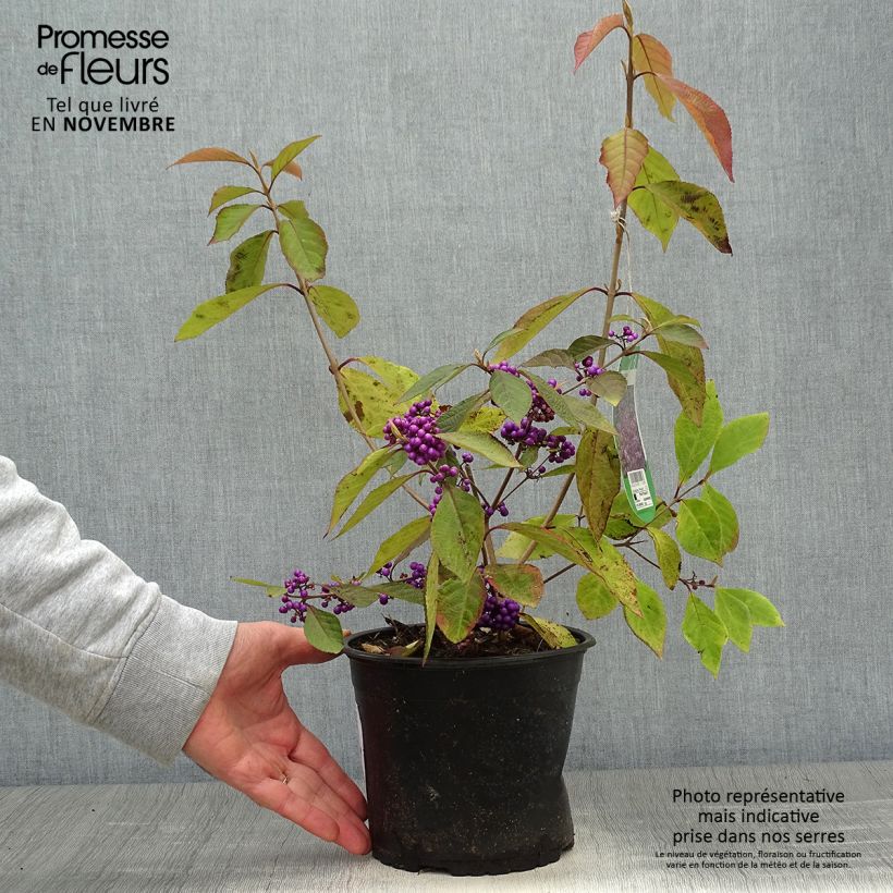 Exemplar von Liebesperlenstrauch Profusion - Callicarpa bodinieri Topf mit 2L/3L wie im Herbst geliefert