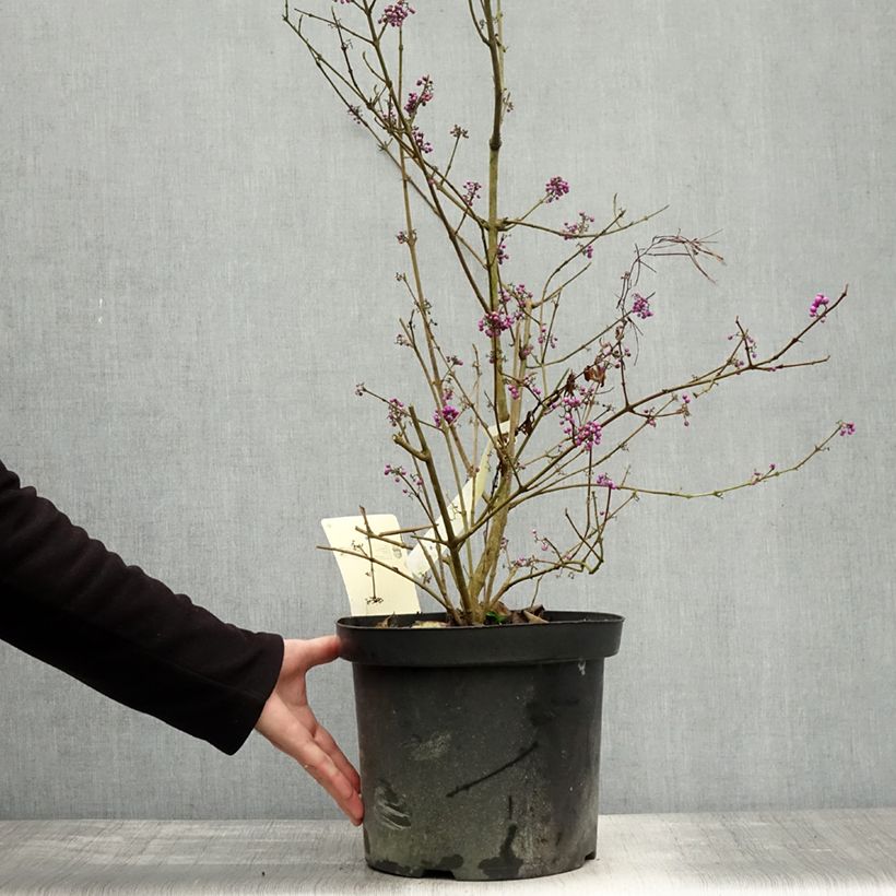 Exemplar von Liebesperlenstrauch Profusion - Callicarpa bodinieri Topf mit 7,5L/10L wie im Herbst geliefert
