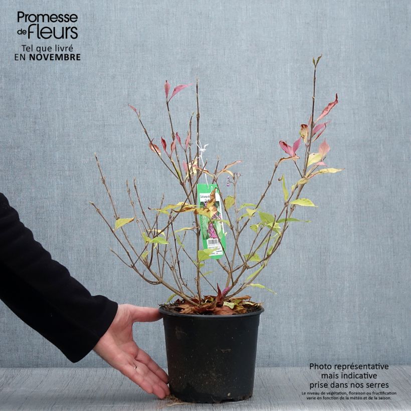 Exemplar von Purpur-Schönfrucht Cardinal - Callicarpa dichotoma Topf mit 2L/3L wie im Herbst geliefert