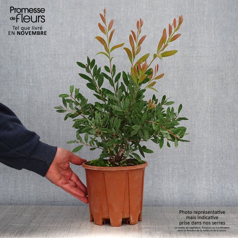 Exemplar von Callistemon citrinus Mauve Mist - Zylinderputzer Topf mit 3L/4L wie im Herbst geliefert