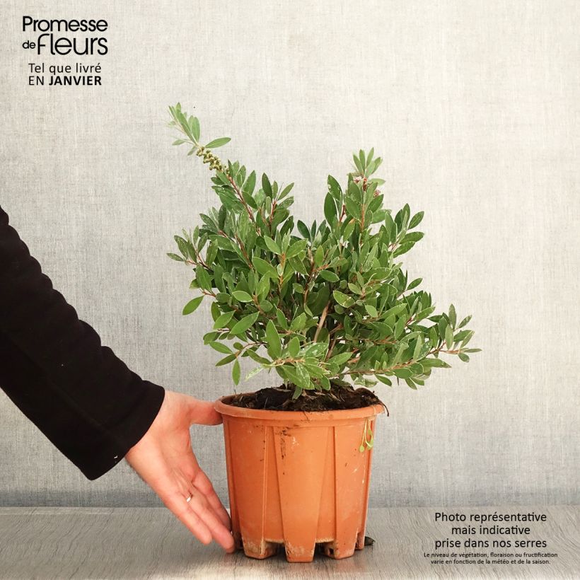 Exemplar von Callistemon citrinus Mauve Mist - Zylinderputzer Topf mit 3L/4L wie im Winter geliefert