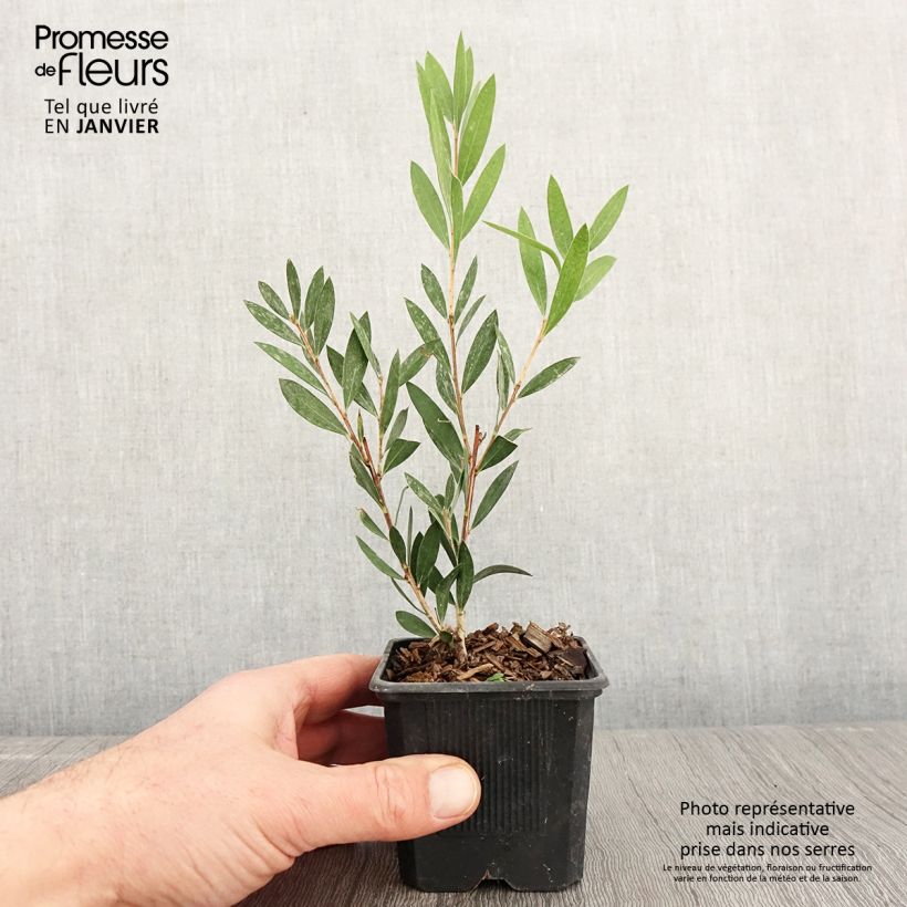 Exemplar von Callistemon viminalis Inferno - Zylinderputzer Kleine Töpfe von 8/9 cm wie im Winter geliefert