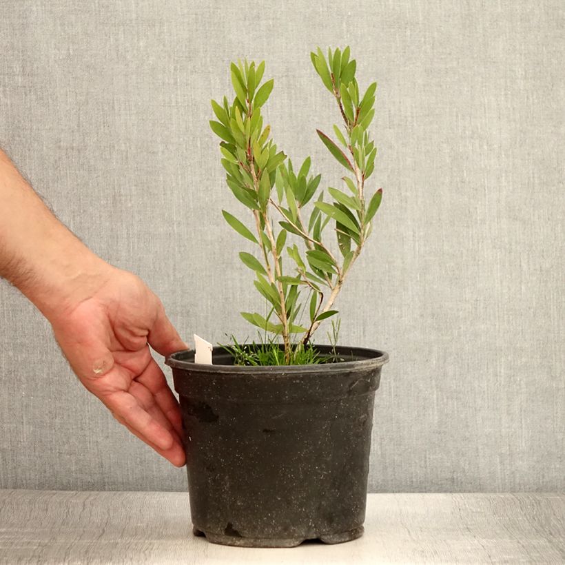 Exemplar von Callistemon viminalis Inferno - Zylinderputzer Topf mit 3L/4L wie im Sommer geliefert