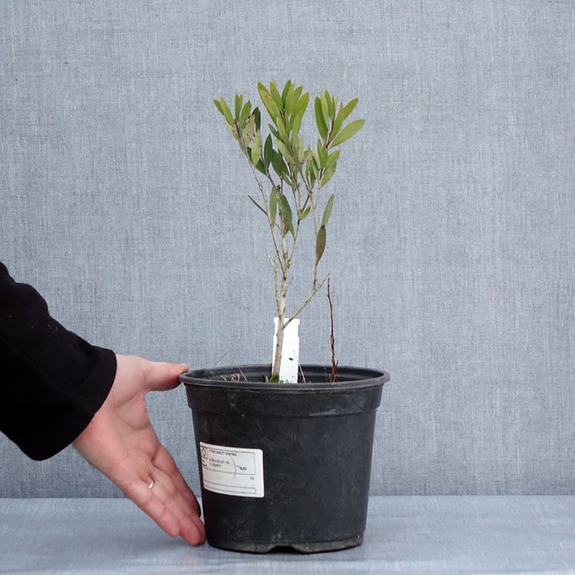 Exemplar von Callistemon viminalis Inferno - Zylinderputzer Topf mit 3L/4L wie im Winter geliefert