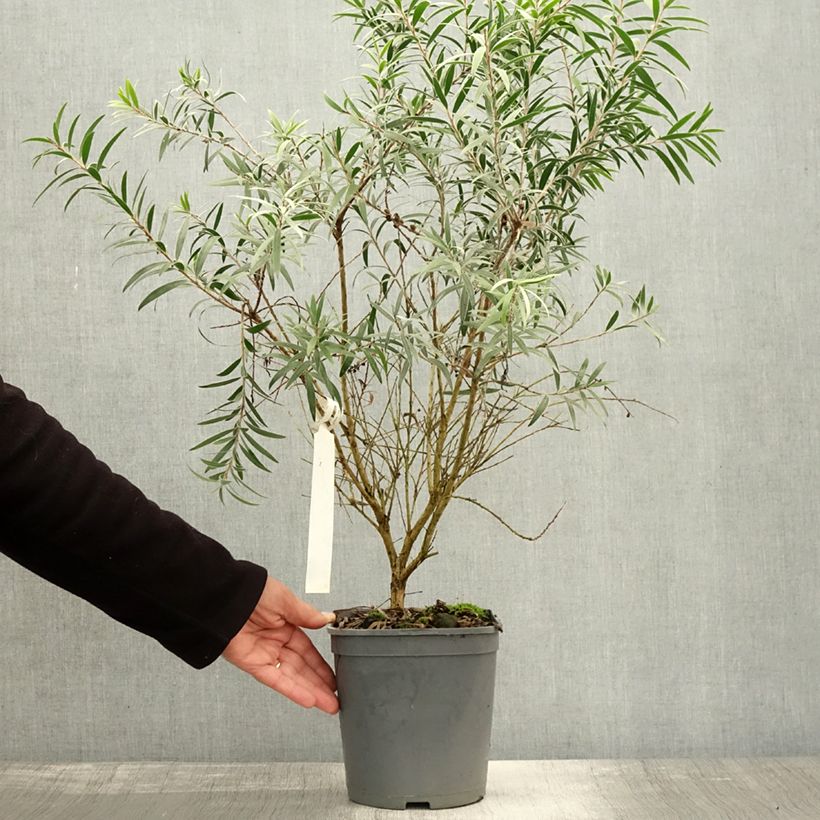 Exemplar von Callistemon masotti Mini Red - Zylinderputzer Topf mit 3L/4L wie im Herbst geliefert