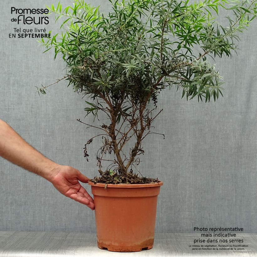 Exemplar von Callistemon masotti Mini Red - Zylinderputzer Topf mit 7,5L/10L wie im Herbst geliefert