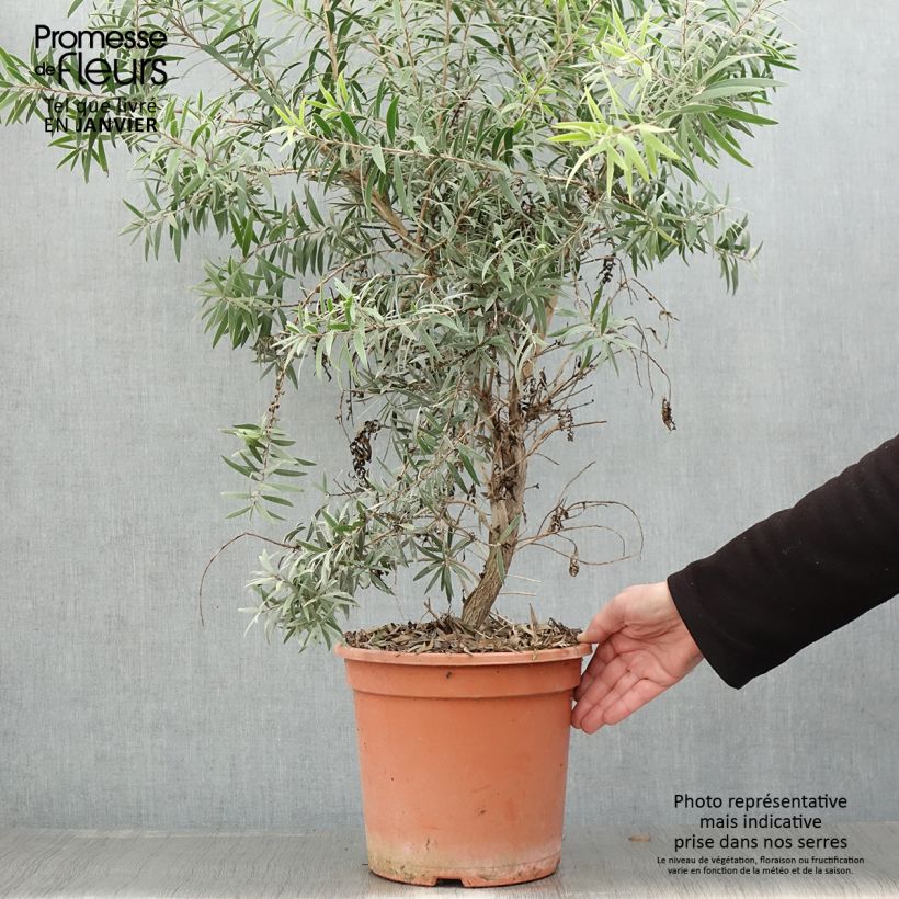 Exemplar von Callistemon masotti Mini Red - Zylinderputzer Topf mit 7,5L/10L wie im Winter geliefert