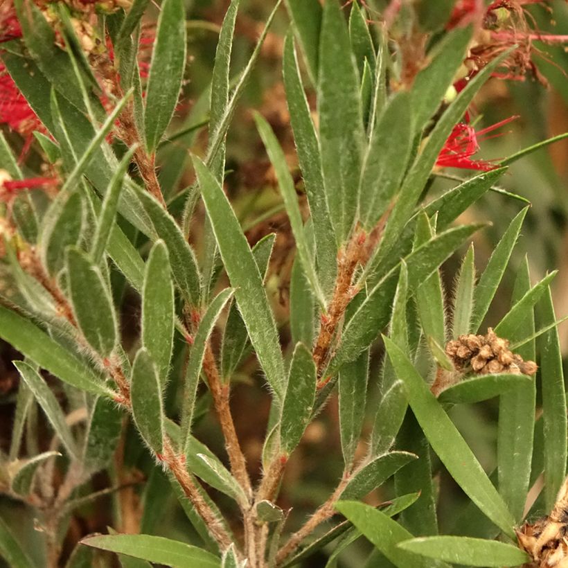 Callistemon masotti Mini Red - Zylinderputzer (Laub)