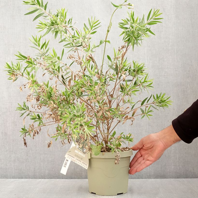 Exemplar von Callistemon Outback Fire - Zylinderputzer Topf mit 3L/4L wie im Herbst geliefert