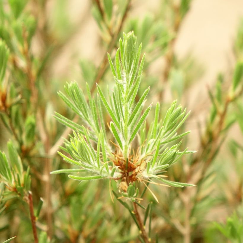 Callistemon pityoides Widdicomb Gem - Zylinderputzer (Laub)