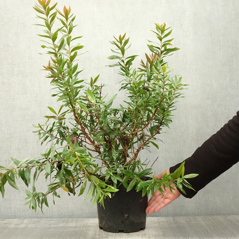 Exemplar von Callistemon citrinus Red rocket - Zylinderputzer Topf mit 3L/4L wie im Herbst geliefert