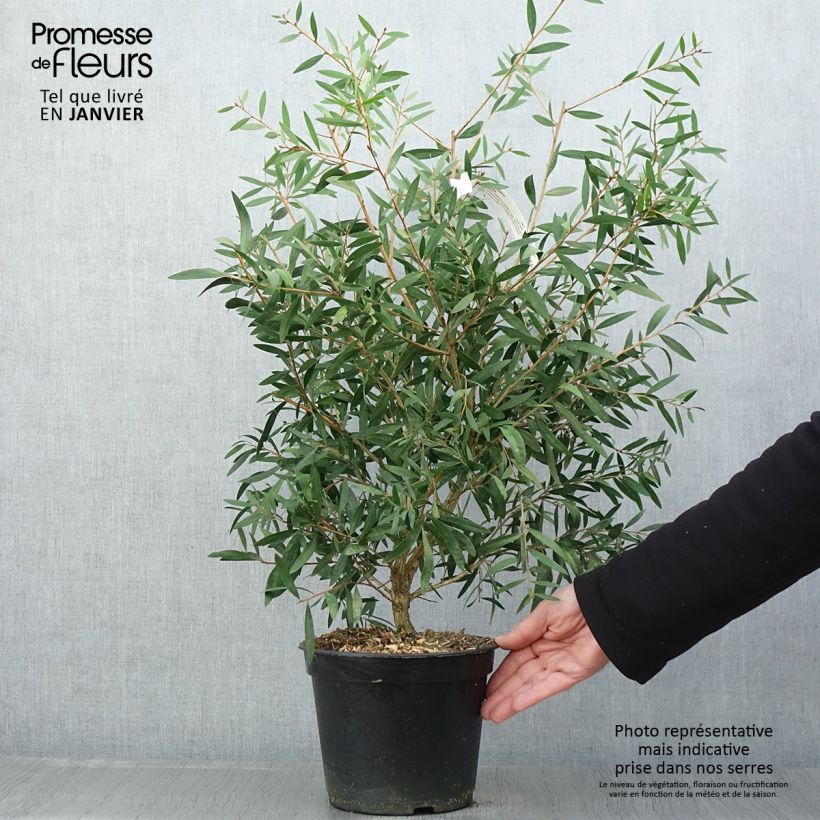 Exemplar von Callistemon citrinus Red rocket - Zylinderputzer Topf mit 3L/4L wie im Winter geliefert