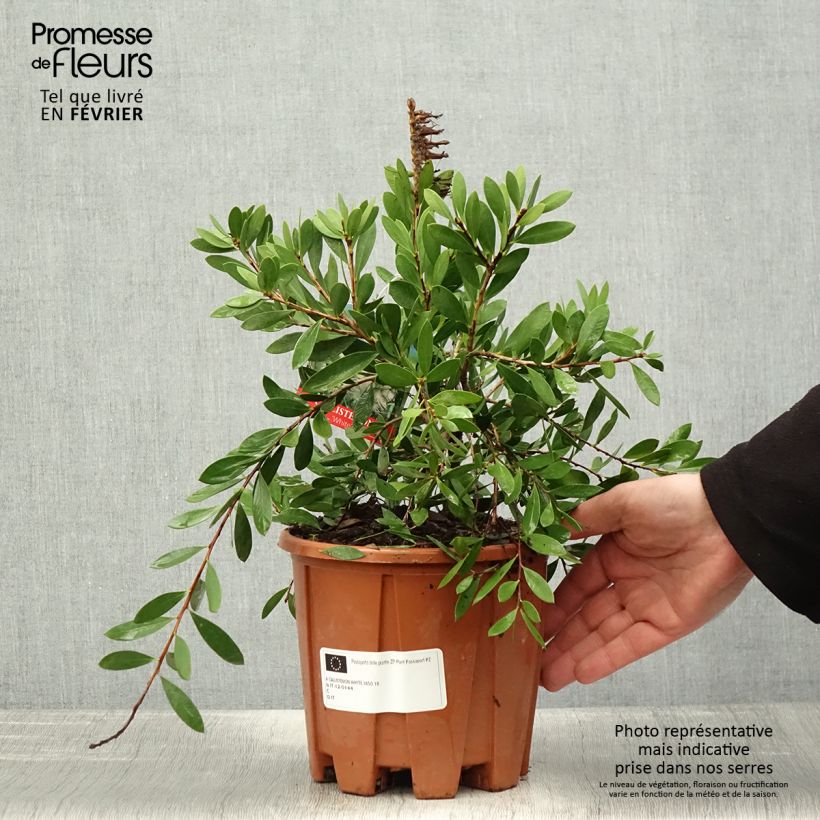 Exemplar von Callistemon salignus White - Zylinderputzer Topf mit 2L/3L wie im Winter geliefert