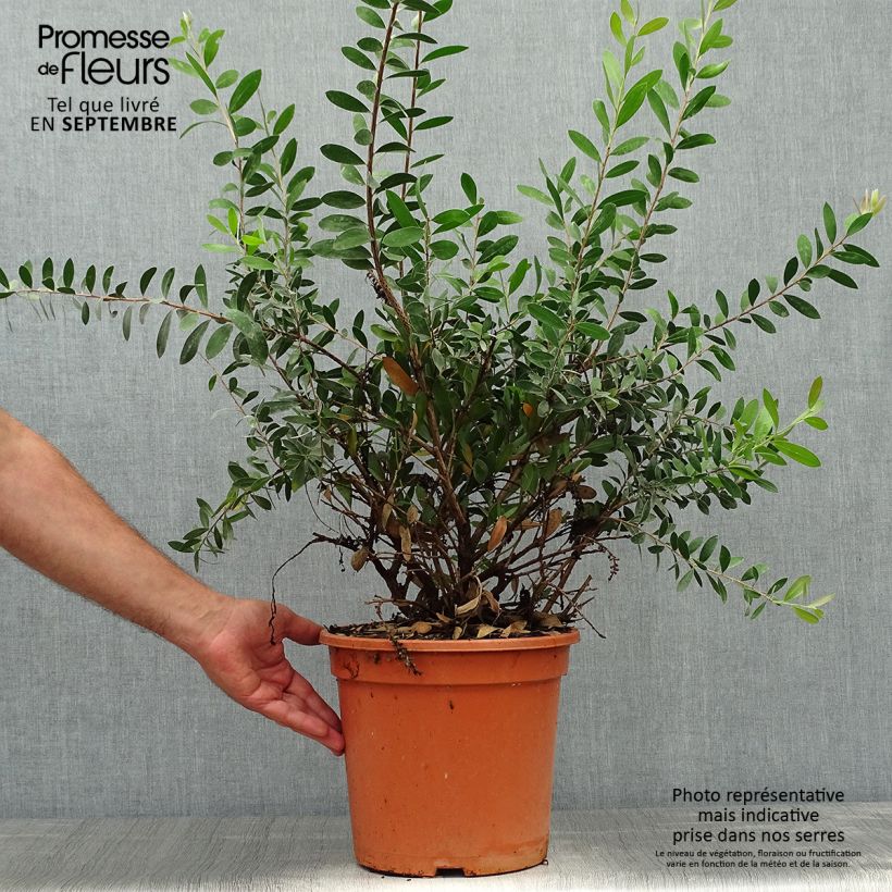 Exemplar von Callistemon viminalis Bright Pink - Zylinderputzer Topf mit 7,5L/10L wie im Herbst geliefert