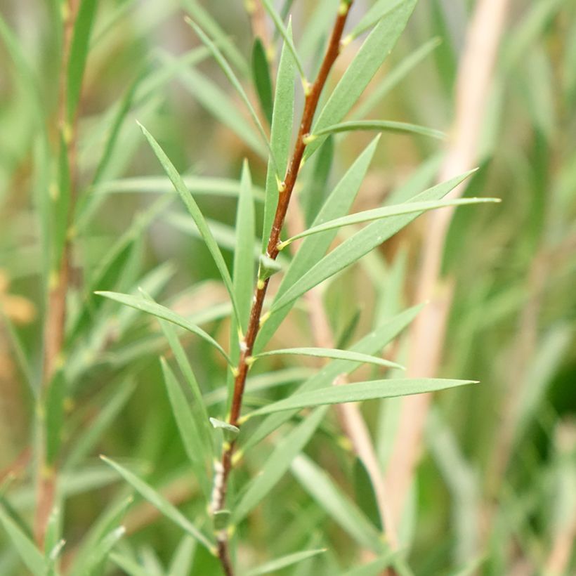Callistemon hybrida Woodlander's Hardy - Zylinderputzer (Laub)