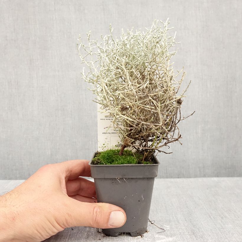 Exemplar von Leucophyta brownii - Stacheldrahtpflanze Kleine Töpfe von 8/9 cm wie im Herbst geliefert