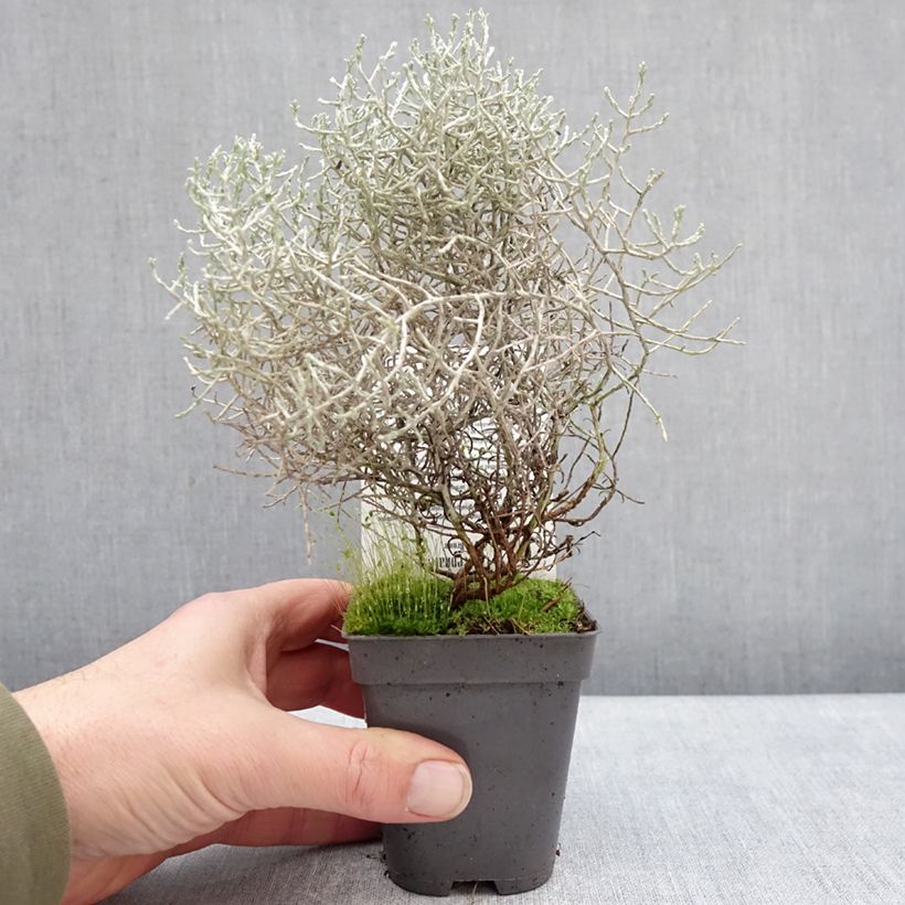 Exemplar von Leucophyta brownii - Stacheldrahtpflanze Kleine Töpfe von 8/9 cm wie im Winter geliefert