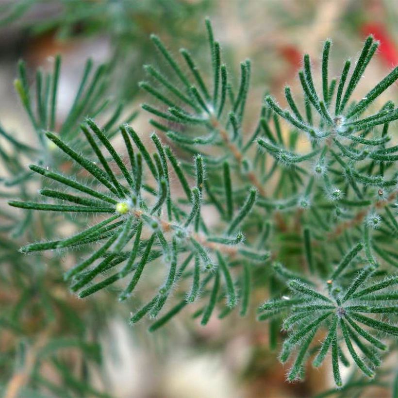 Calothamnus quadrifidus Grey Form (Laub)