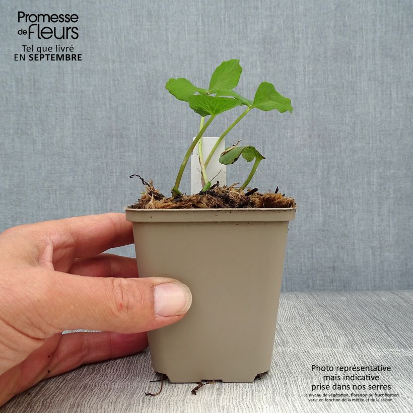 Exemplar von Caltha palustris Plena - Sumpf-Dotterblume Kleine Töpfe von 8/9 cm wie im Herbst geliefert