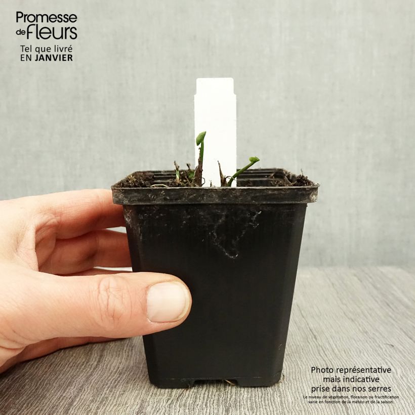 Exemplar von Caltha palustris Plena - Sumpf-Dotterblume Kleine Töpfe von 8/9 cm wie im Winter geliefert